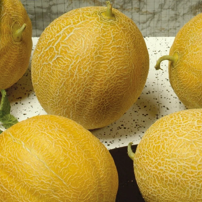 Zuckermelone ‘Outdoor Wonder’ F1