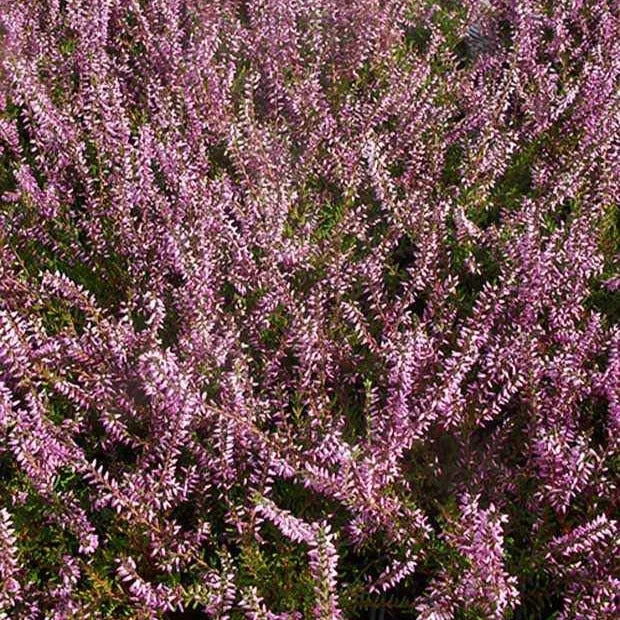 Sommerheide Marlies