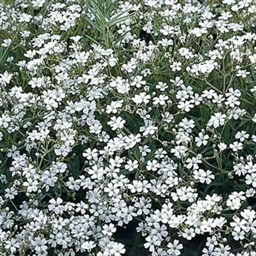 Rispiges Schleierkraut 'Schneeflocke'
