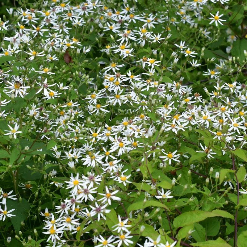 Sperrige Aster
