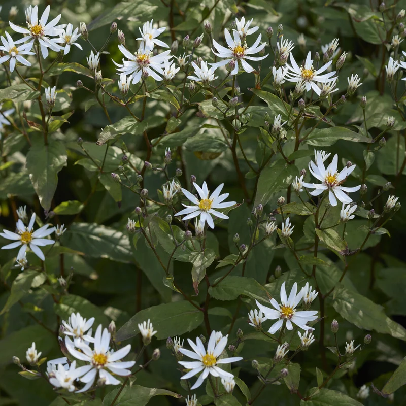 Sperrige Aster