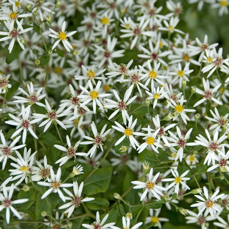 Sperrige Aster