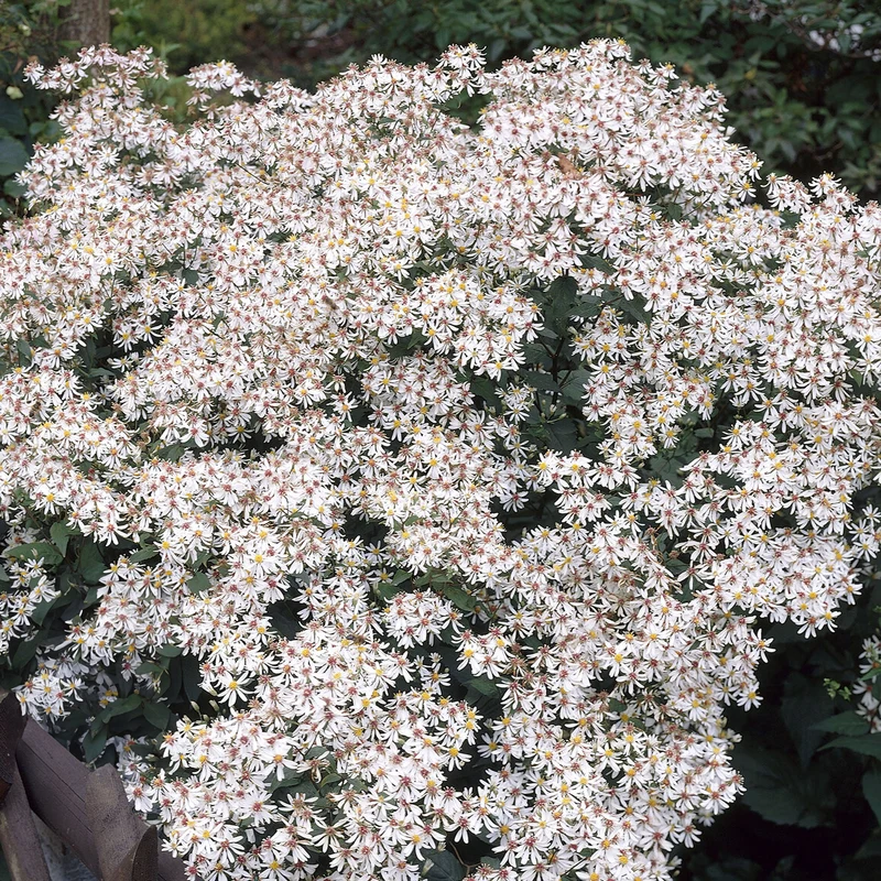 Sperrige Aster