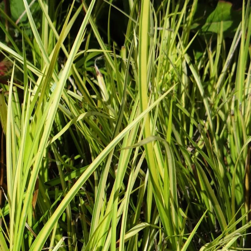Schmalblättriger Kalmus 'Ogon'