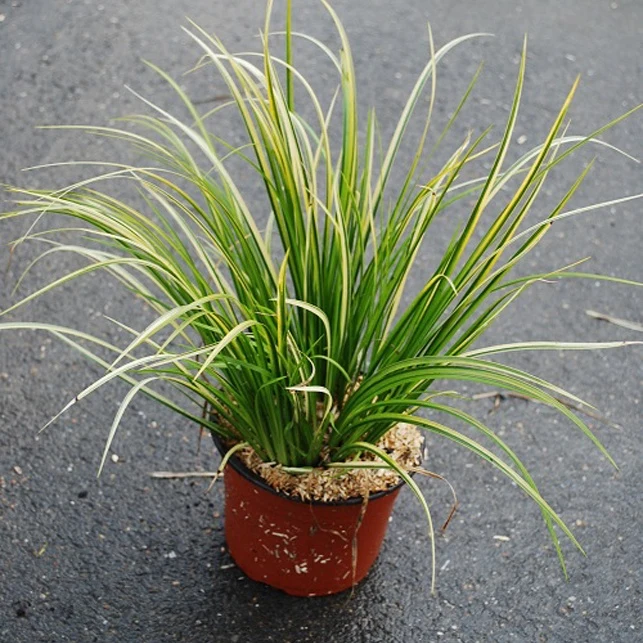 Schmalblättriger Kalmus 'Ogon'