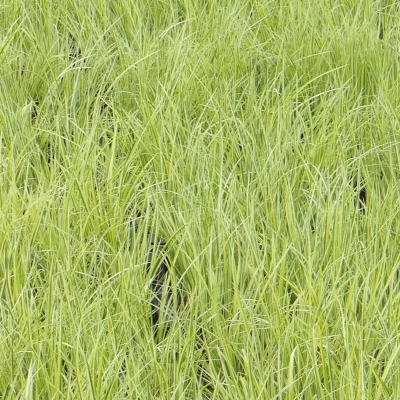 Schmalblättriger Kalmus 'Ogon'