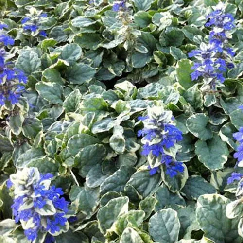 Kriechender Bugle Variegata