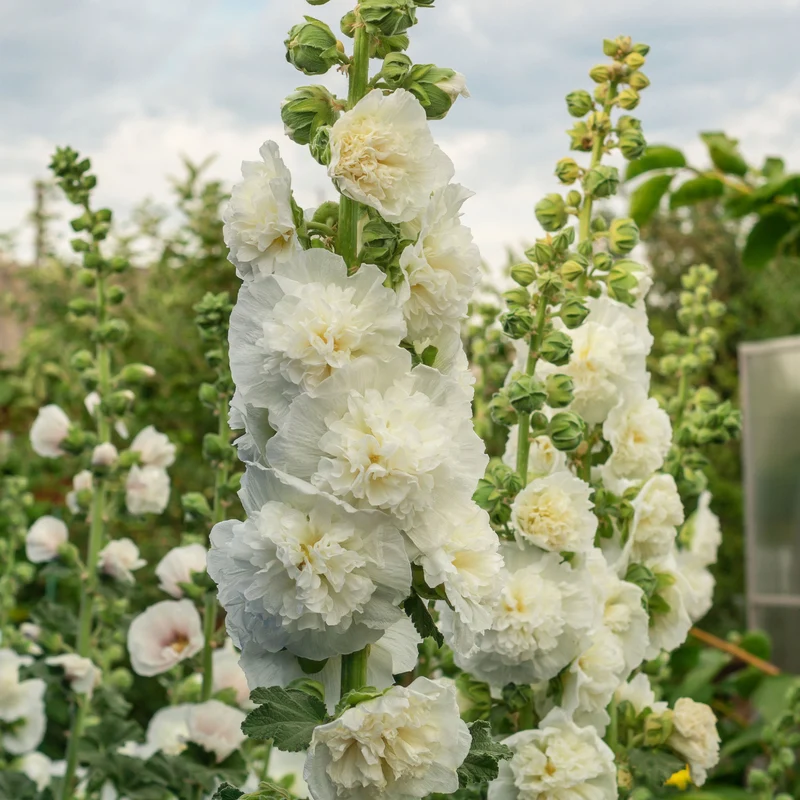 Stockrose gefüllt weiß