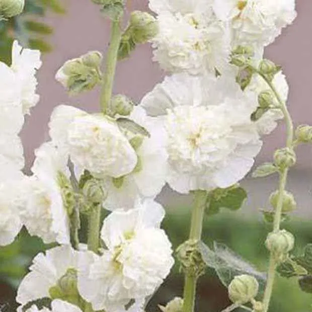 Stockrose gefüllt weiß