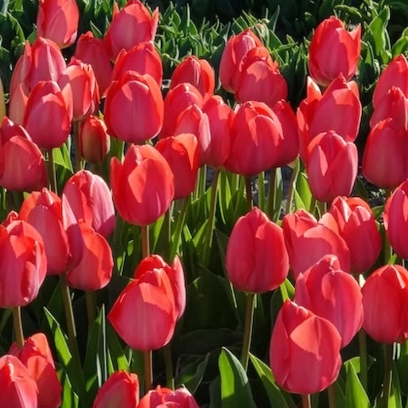 Tulpen 'Van Eijk' (x10)