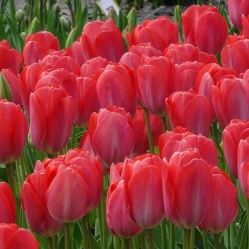Tulpen 'Van Eijk' (x10)