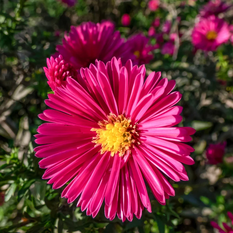 Kissen-Aster 'Jenny'
