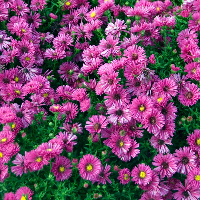Kissen-Aster 'Jenny'
