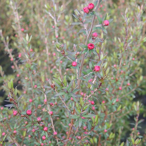 Neuseeländischer Teebaum ‘Ruby Glow’