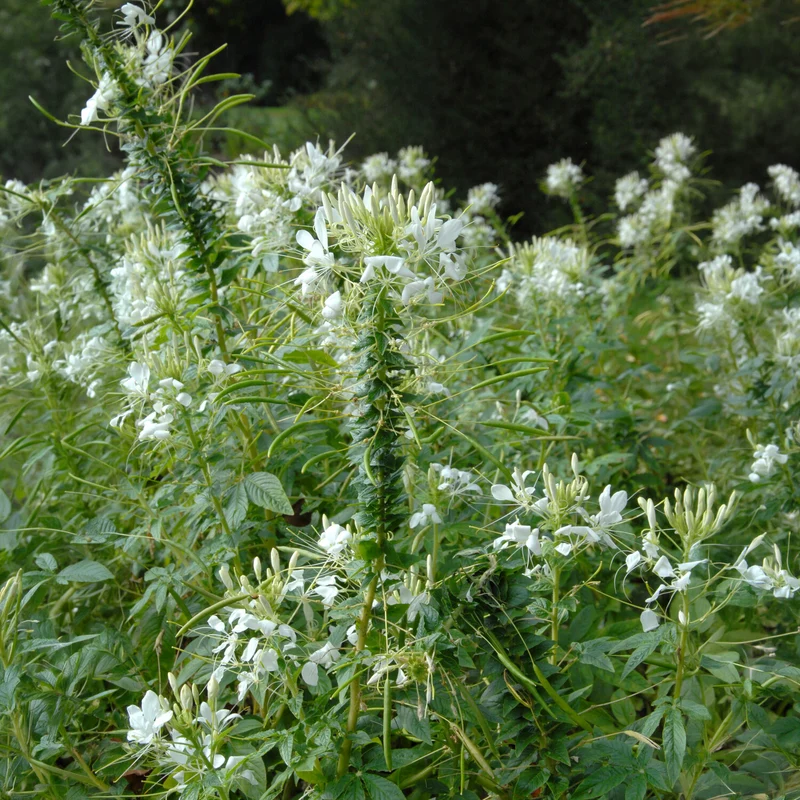 Dornige Cleome White Queen