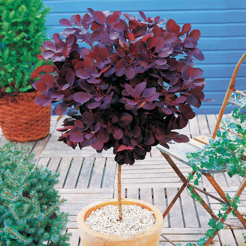 Perückenstrauch Cotinus 'Royal Purple'