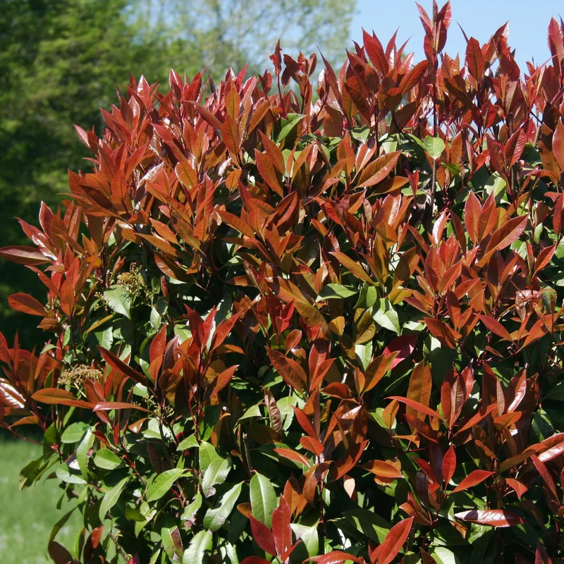 Glanzmispel Photinia 'Red Robin'