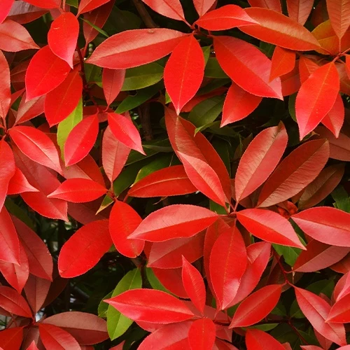 Glanzmispel Photinia 'Red Robin'