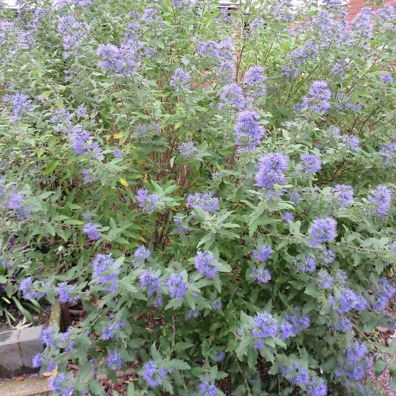 Bartblume 'Heavenly Blue'