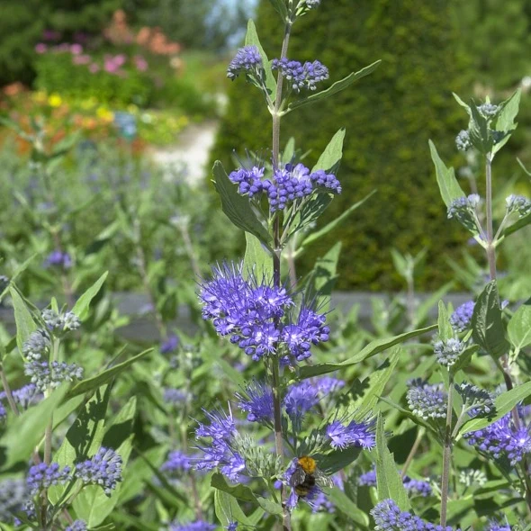 Bartblume 'Heavenly Blue'