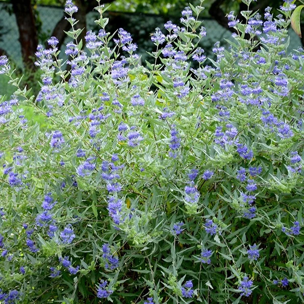 Bartblume 'Heavenly Blue'