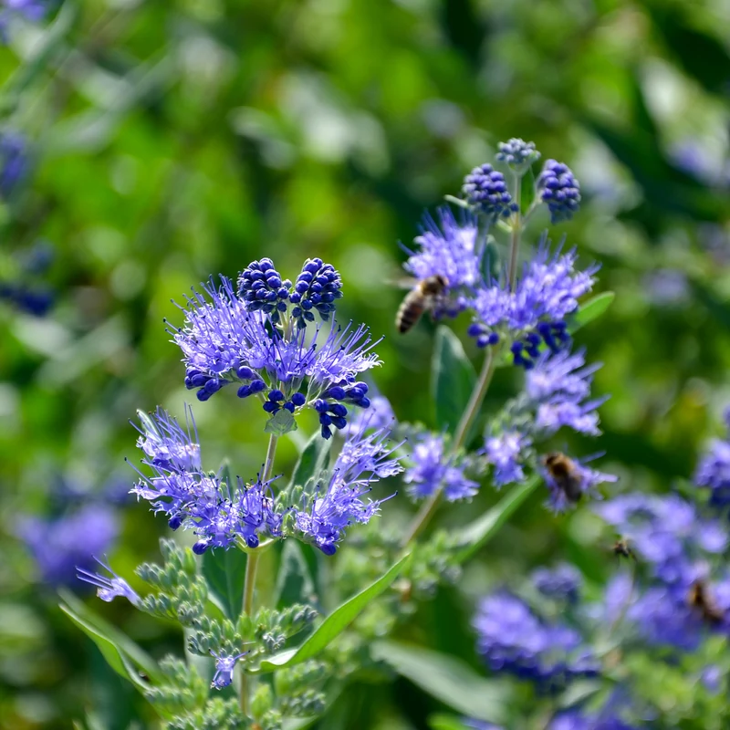 Bartblume 'Heavenly Blue'
