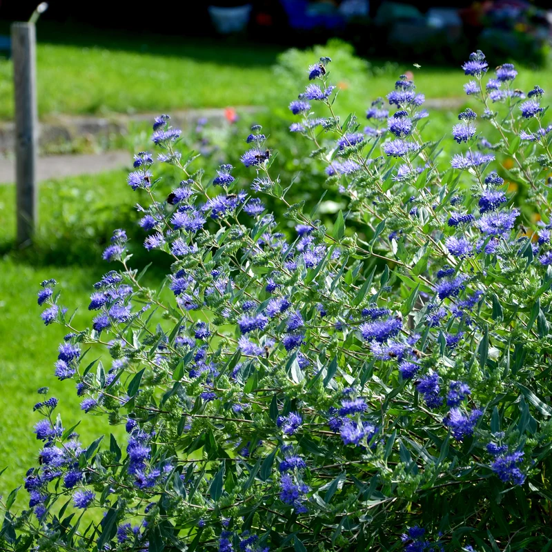 Bartblume 'Heavenly Blue'