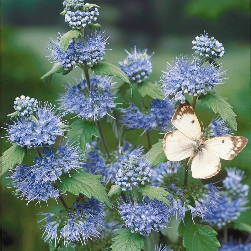 Bartblume 'Heavenly Blue'