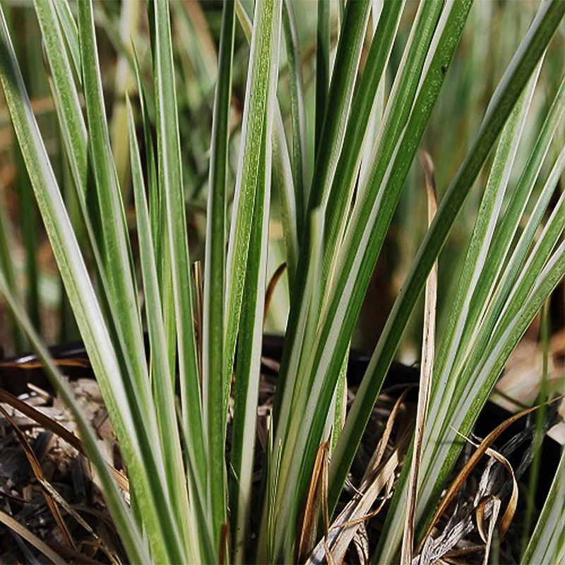 Harlekinweide ‘Hakuro Nishiki’