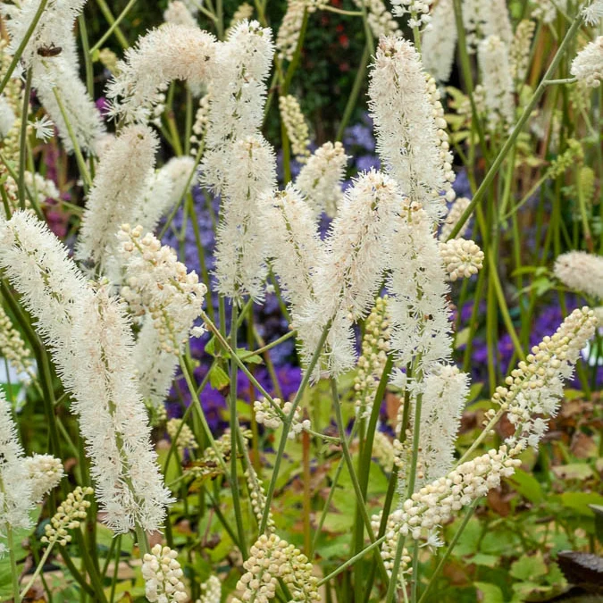 Silberkerze White Pearl