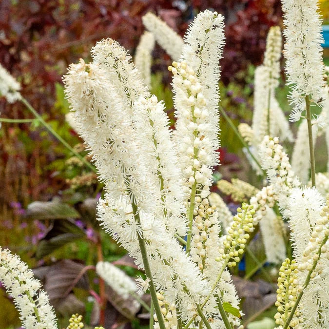 Silberkerze White Pearl