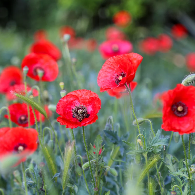 Klatschmohn ‘Red Corn Poppy’ Bio