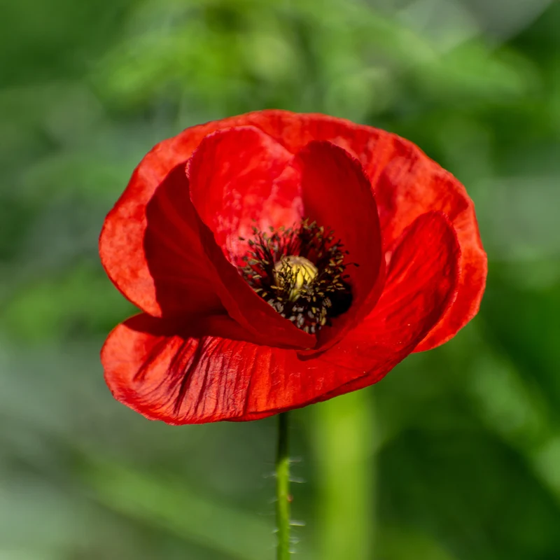 Klatschmohn ‘Red Corn Poppy’ Bio