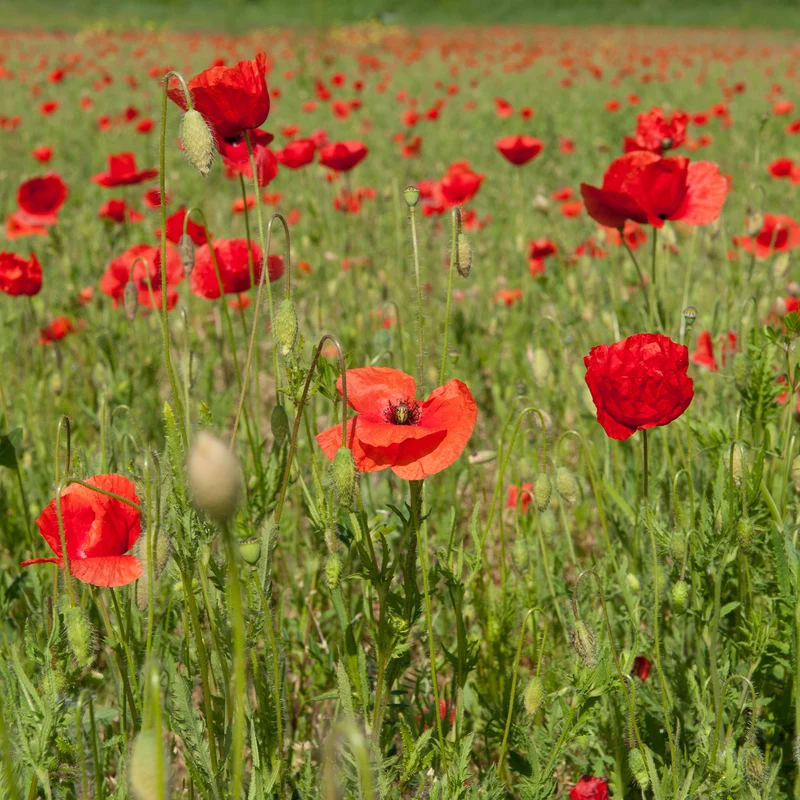 Klatschmohn ‘Red Corn Poppy’ Bio