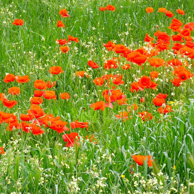 Klatschmohn ‘Red Corn Poppy’ Bio