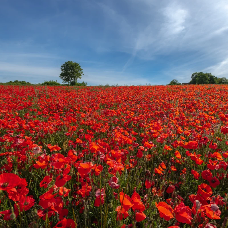 Klatschmohn ‘Red Corn Poppy’ Bio