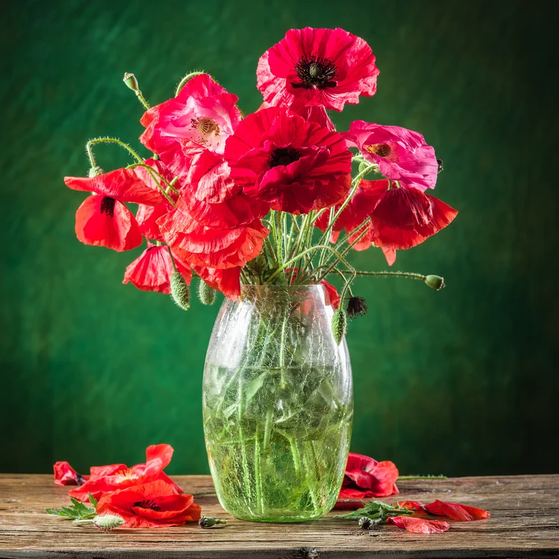 Klatschmohn ‘Red Corn Poppy’ Bio