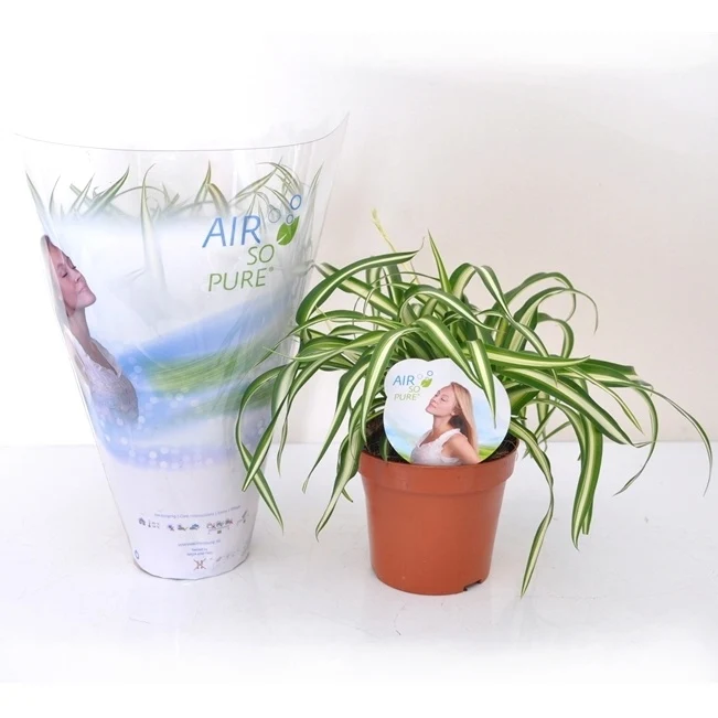 Grünlilie Atlantic in weißem Blumentopf