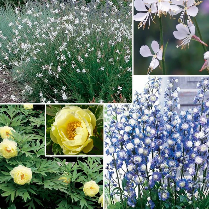 Stauden-Kollektion in zarten Farben (x4)