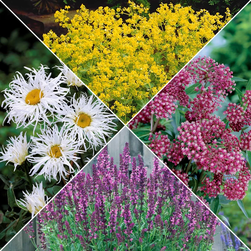 Bunte Stauden-Kollektion für den Garten (x12)