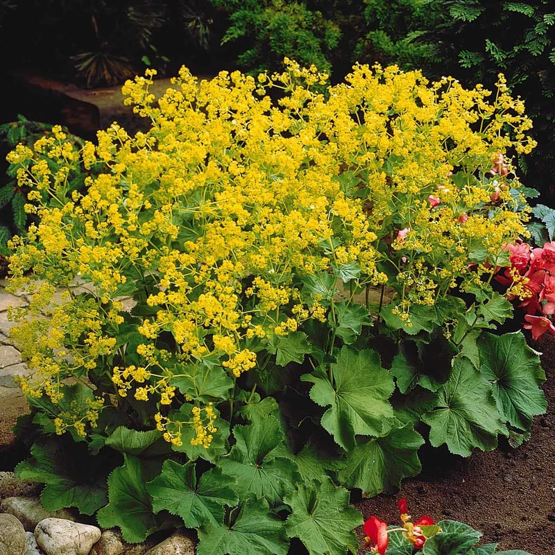 Bunte Stauden-Kollektion für den Garten (x12)