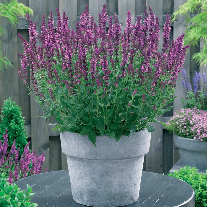 Bunte Stauden-Kollektion für den Garten (x12)