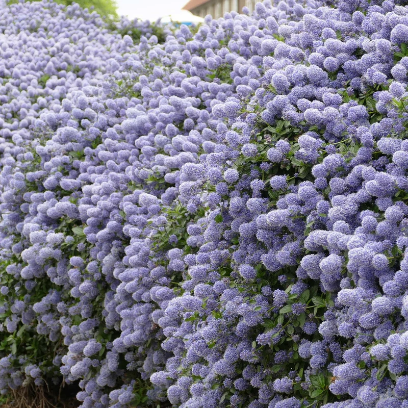 Ceanothus-Sammlung (x2)