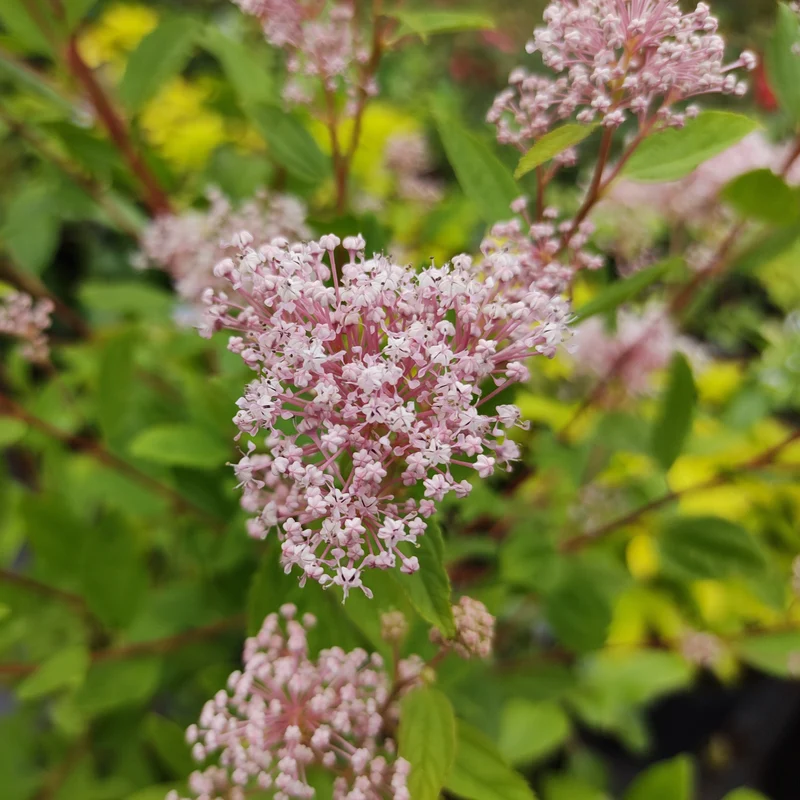 Ceanothus-Sammlung (x2)