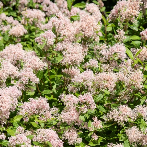 Ceanothus-Sammlung (x2)