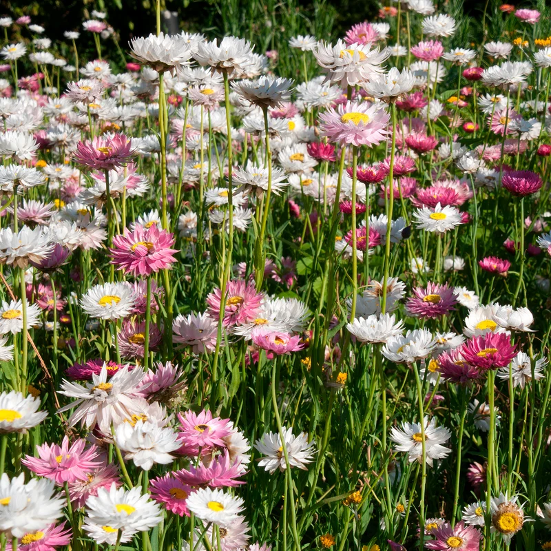 Strohblumen Australien Mischung