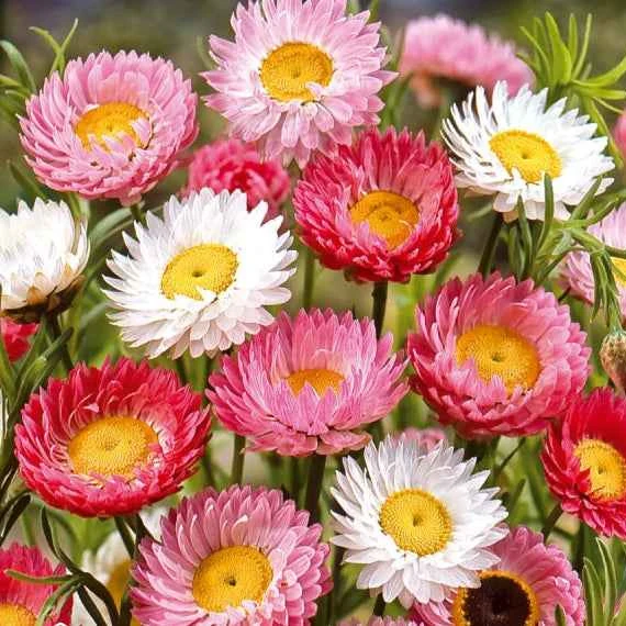 Strohblumen Australien Mischung