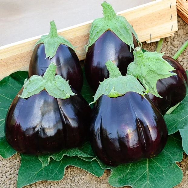 Aubergine 'Black Beauty'