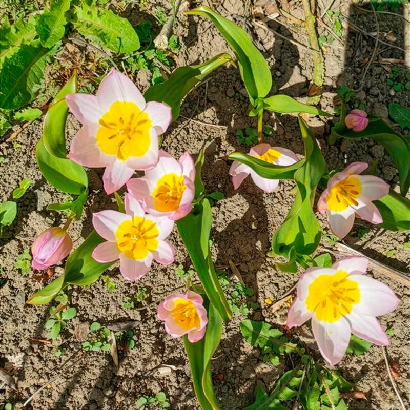 Wildtulpen bakeri Lilac Wonder (x10)