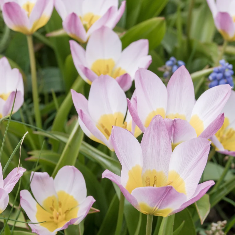 Wildtulpen bakeri Lilac Wonder (x10)